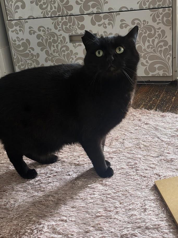 Enlarge DQ, a ADOPTABLE Domestic Medium Hair in Norwich, CT image 3/6