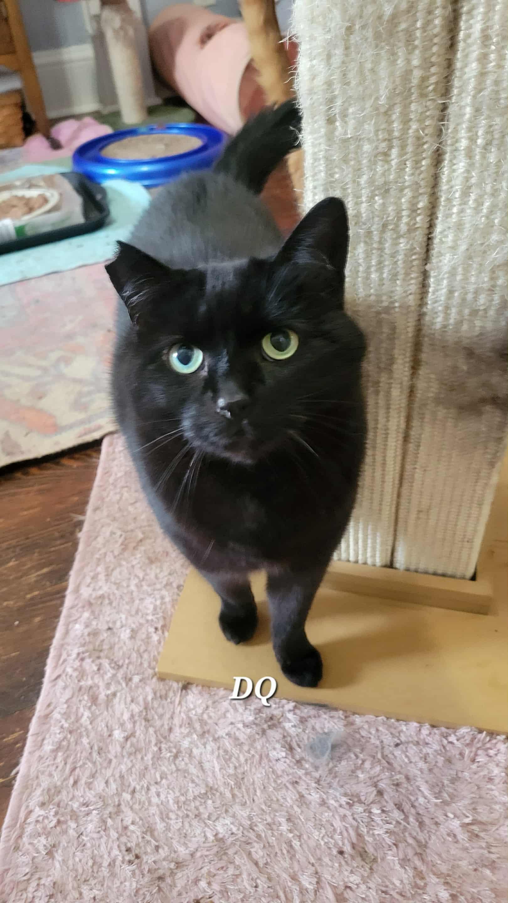 DQ, ADOPTABLE, Adult Male Domestic Medium Hair.