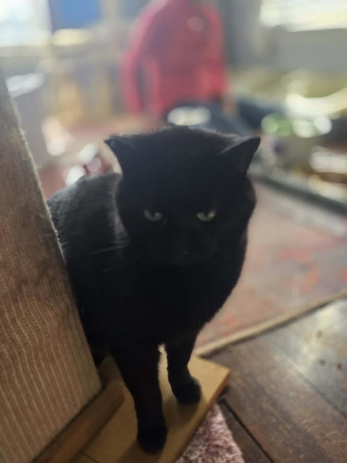 Enlarge DQ, a ADOPTABLE Domestic Medium Hair in Norwich, CT image 6/6