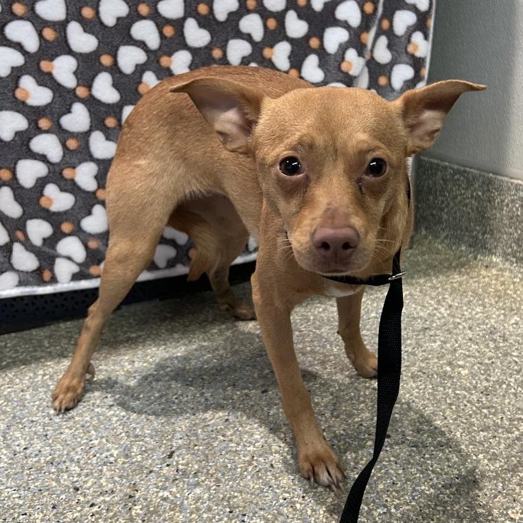 Chiquita - City of Industry Location, Adoptable, Adult Female Miniature Pinscher & Chihuahua.