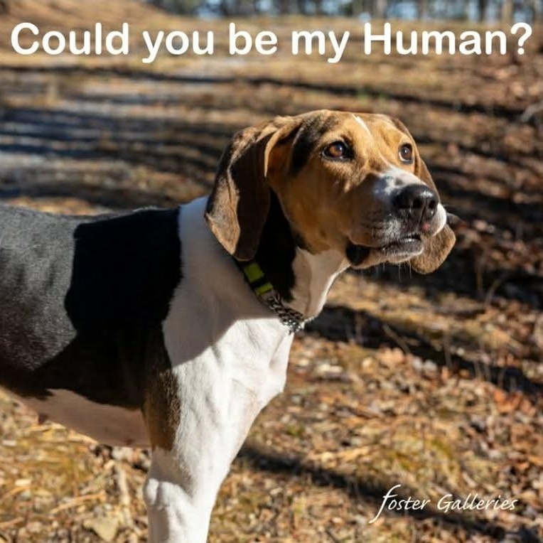 Patsy, ADOPTABLE, Young Female Treeing Walker Coonhound.