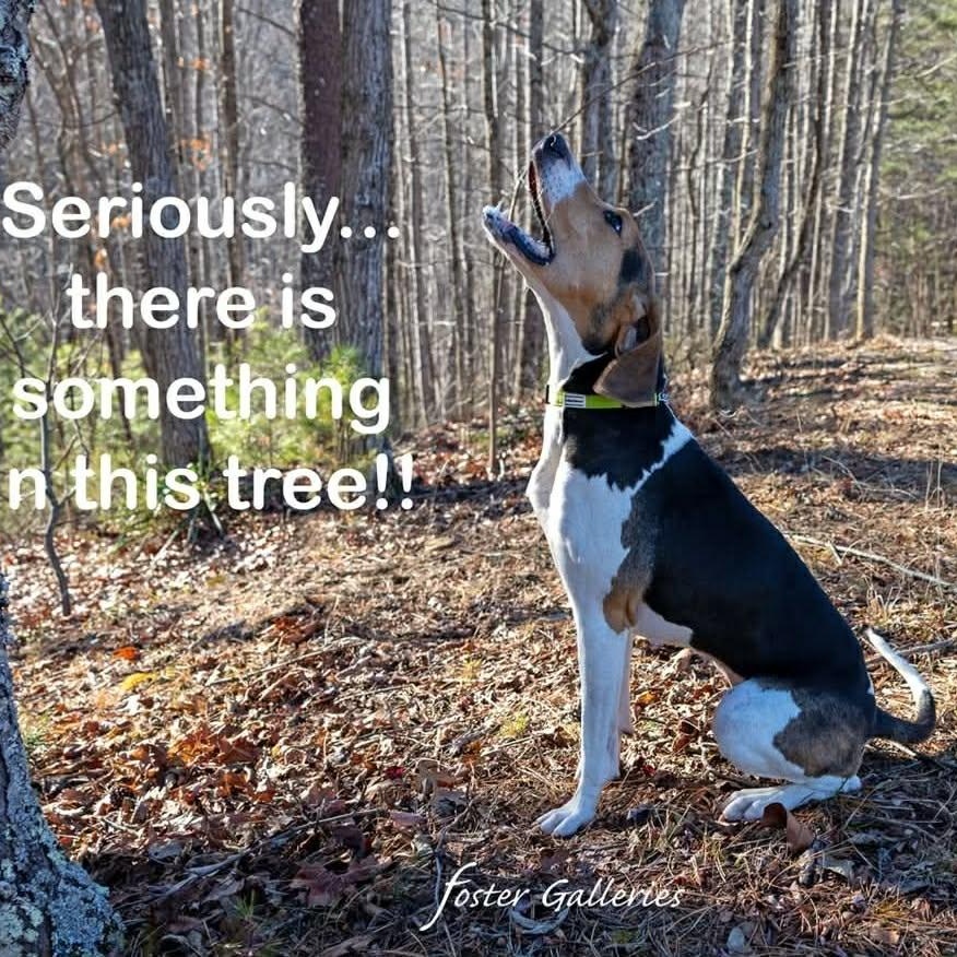 Enlarge Patsy, an adopted Treeing Walker Coonhound in Greeneville, TN image 4/6