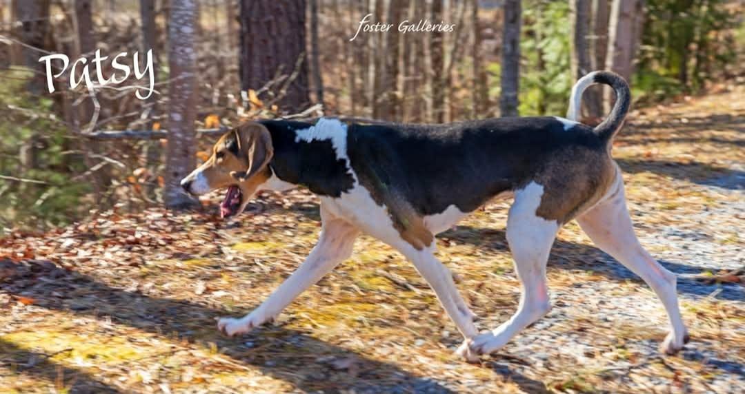 Enlarge Patsy, an adopted Treeing Walker Coonhound in Greeneville, TN image 5/6