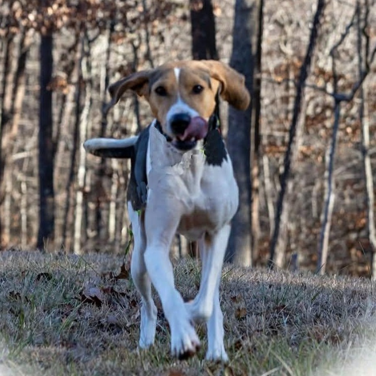 Enlarge Patsy, an adopted Treeing Walker Coonhound in Greeneville, TN image 2/6
