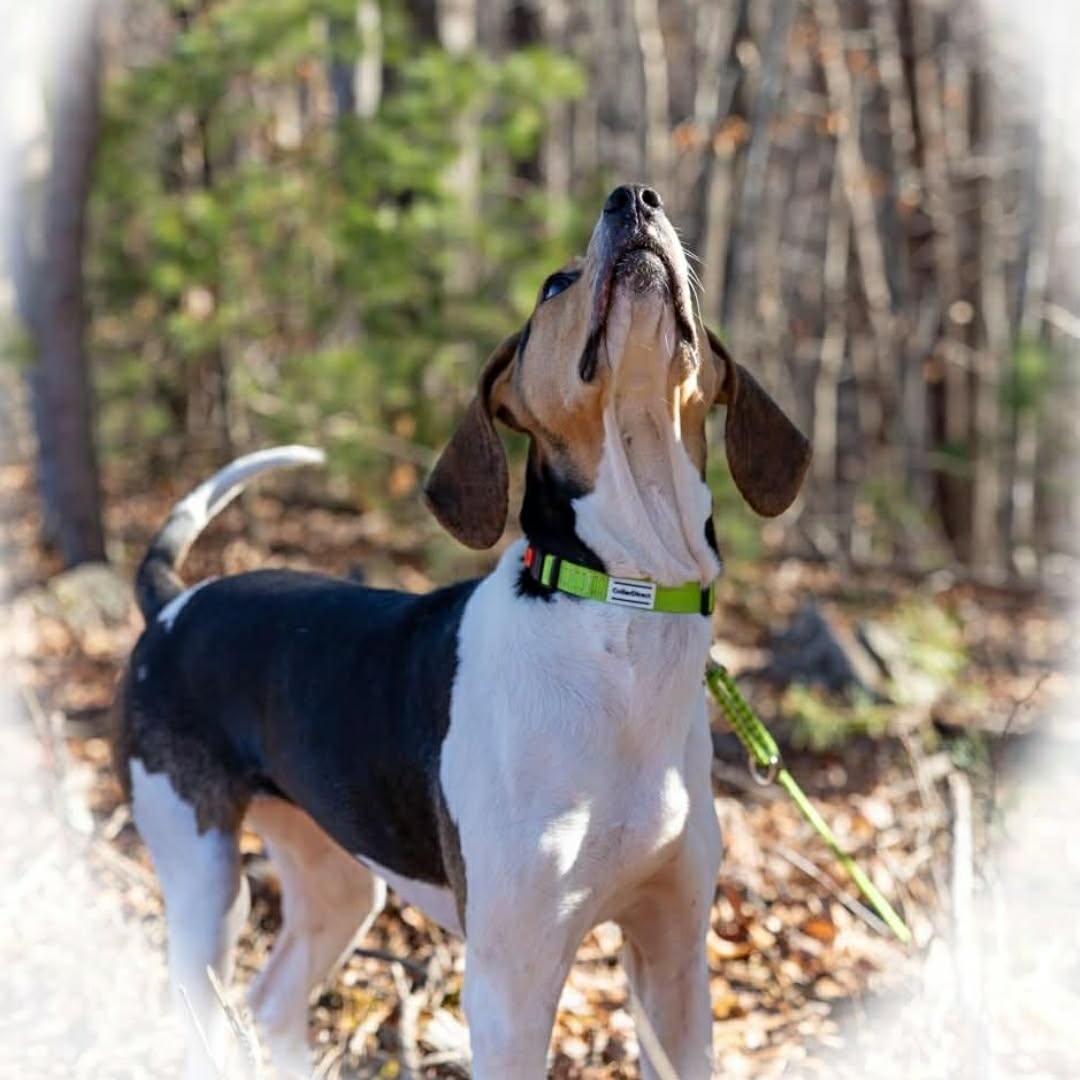 Enlarge Patsy, an adopted Treeing Walker Coonhound in Greeneville, TN image 3/6