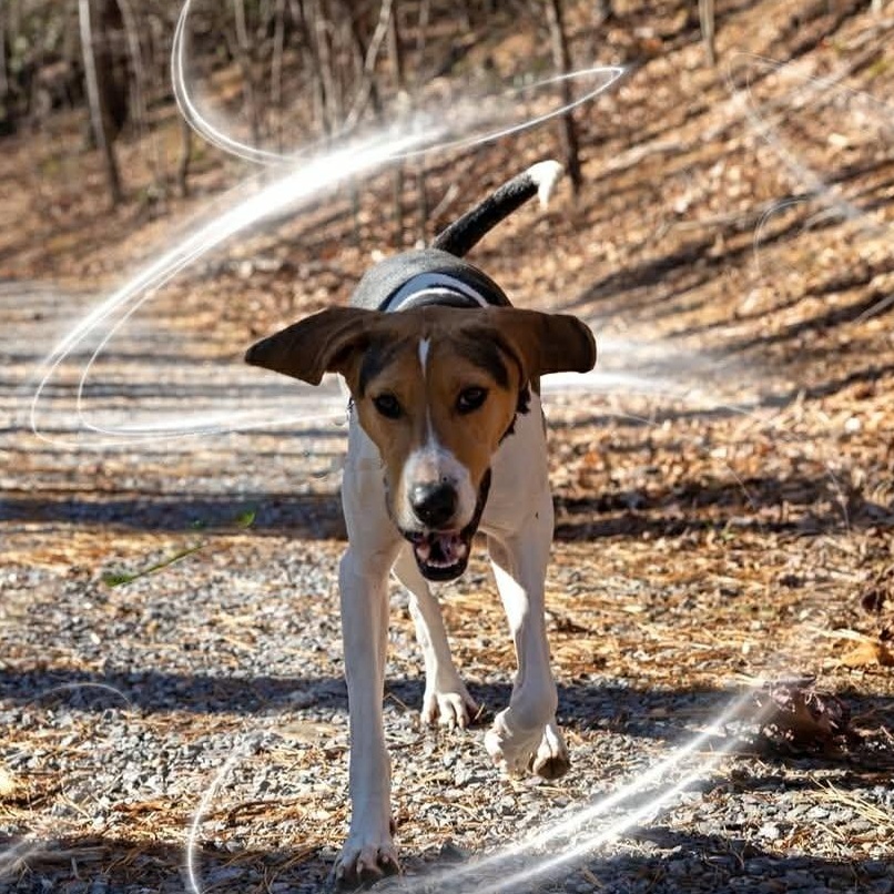 Enlarge Patsy, an adopted Treeing Walker Coonhound in Greeneville, TN image 6/6