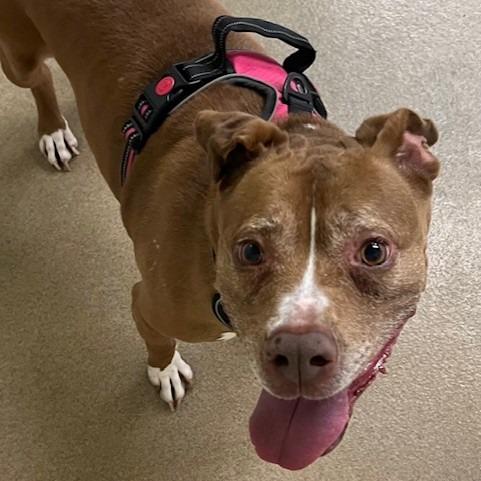 Enlarge Xena, a Adoptable mixed breed in San Antonio, TX image 1/6