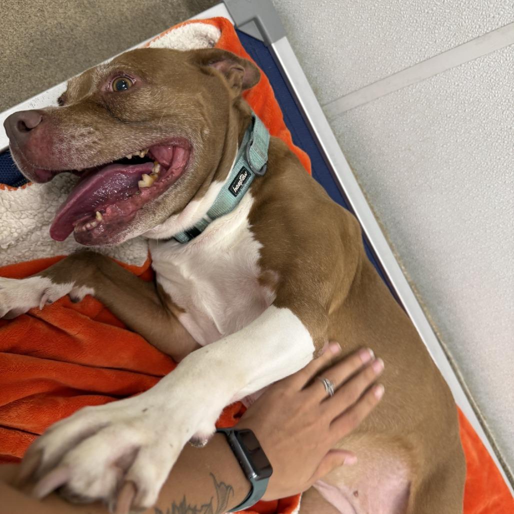 Enlarge Xena, a Adoptable mixed breed in San Antonio, TX image 2/6