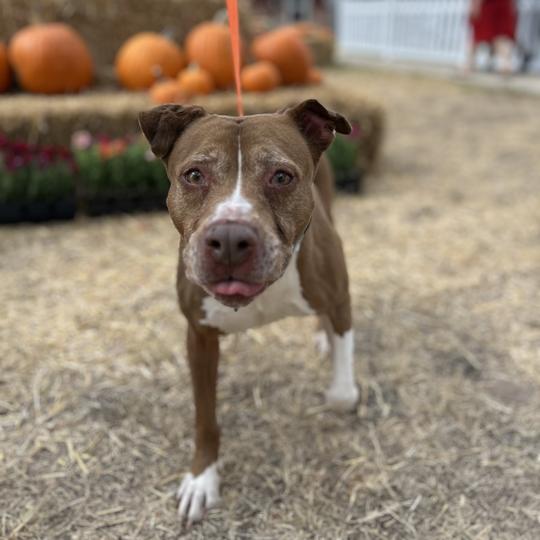 Enlarge Xena, a Adoptable mixed breed in San Antonio, TX image 3/6