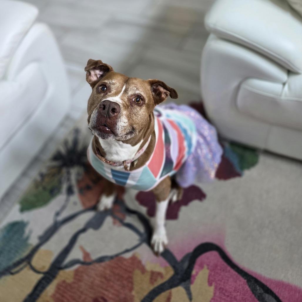 Enlarge Xena, a Adoptable mixed breed in San Antonio, TX image 4/6