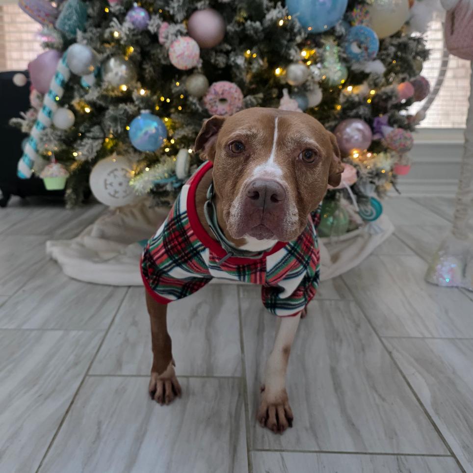 Enlarge Xena, a Adoptable mixed breed in San Antonio, TX image 4/6