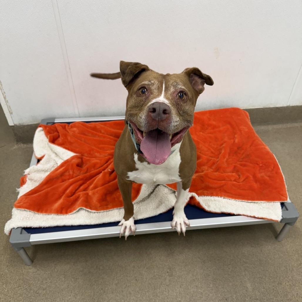 Enlarge Xena, a Adoptable mixed breed in San Antonio, TX image 5/6