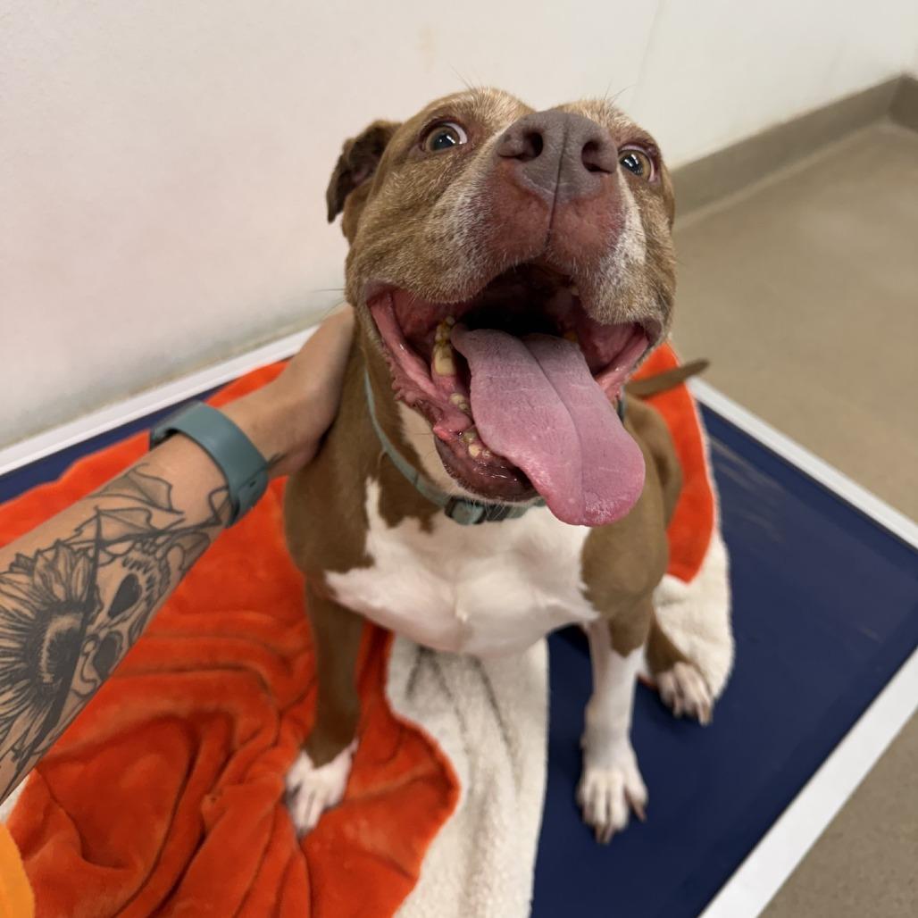 Enlarge Xena, a Adoptable mixed breed in San Antonio, TX image 6/6