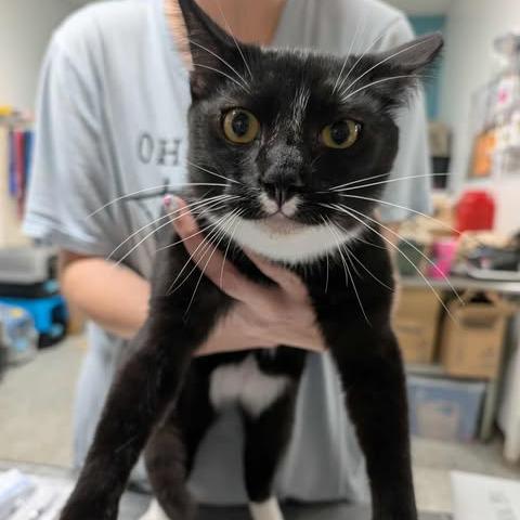 Venus Flytrap, Adoptable, Young Male Domestic Short Hair.