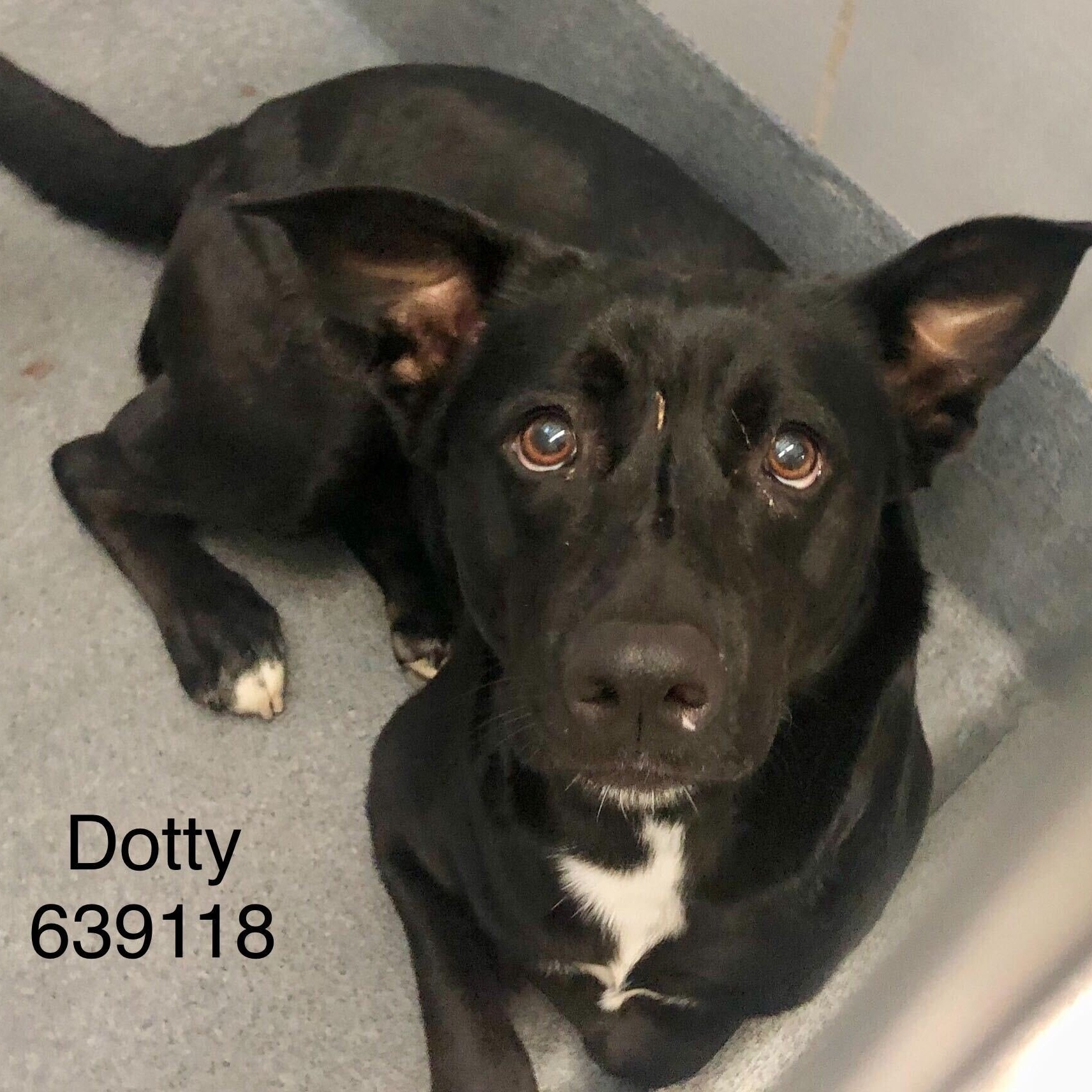Dotty 2