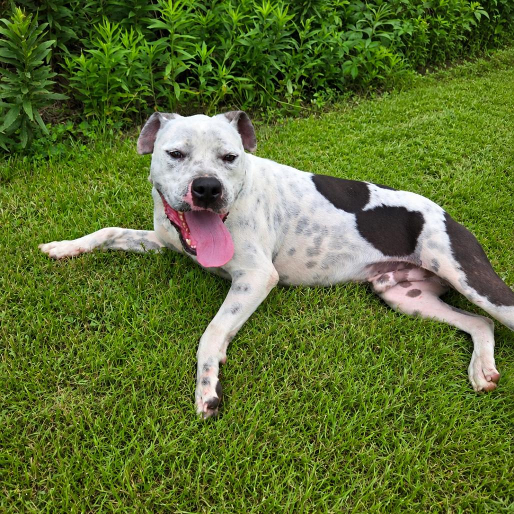 Enlarge Speck, a Adoptable mixed breed in Tylertown, MS image 1/6