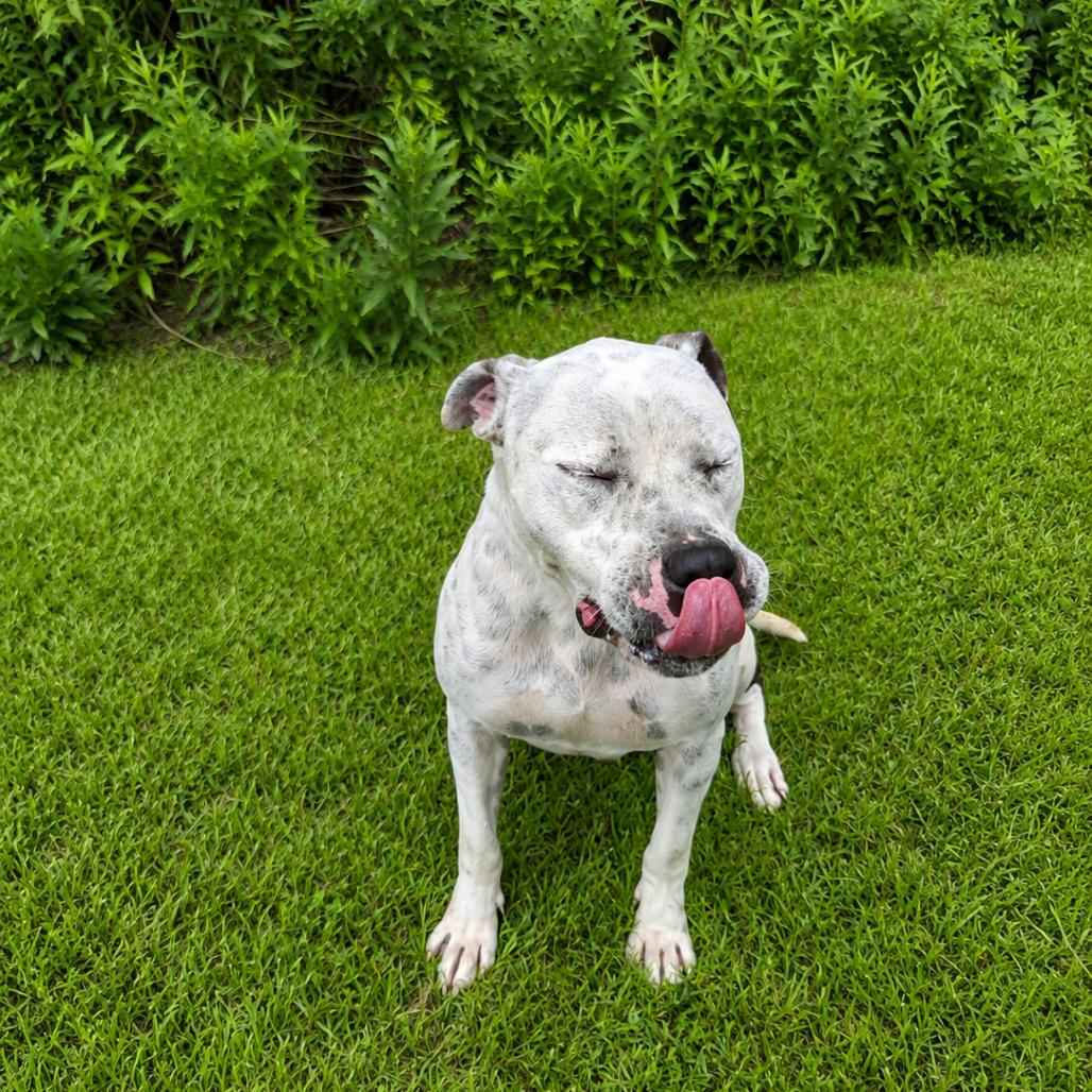 Enlarge Speck, a Adoptable mixed breed in Tylertown, MS image 2/6