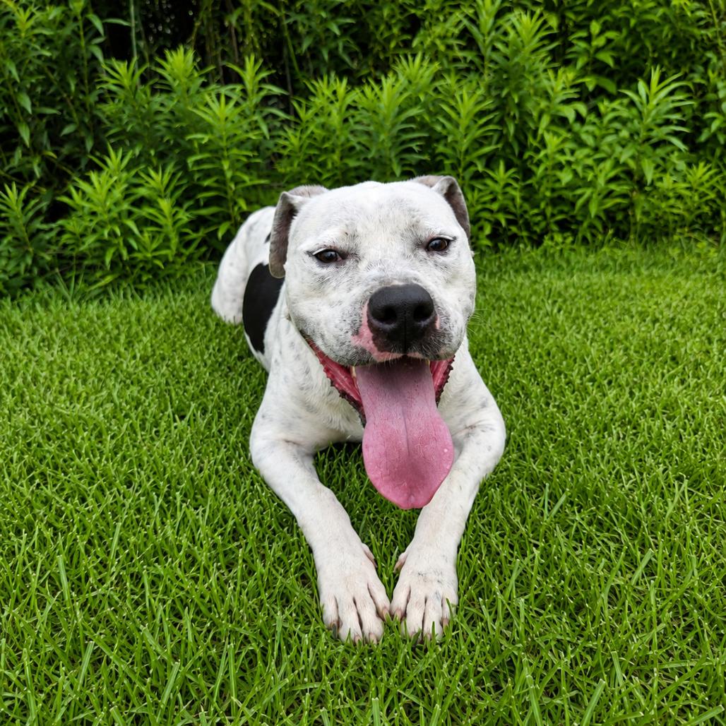 Enlarge Speck, a Adoptable mixed breed in Tylertown, MS image 3/6