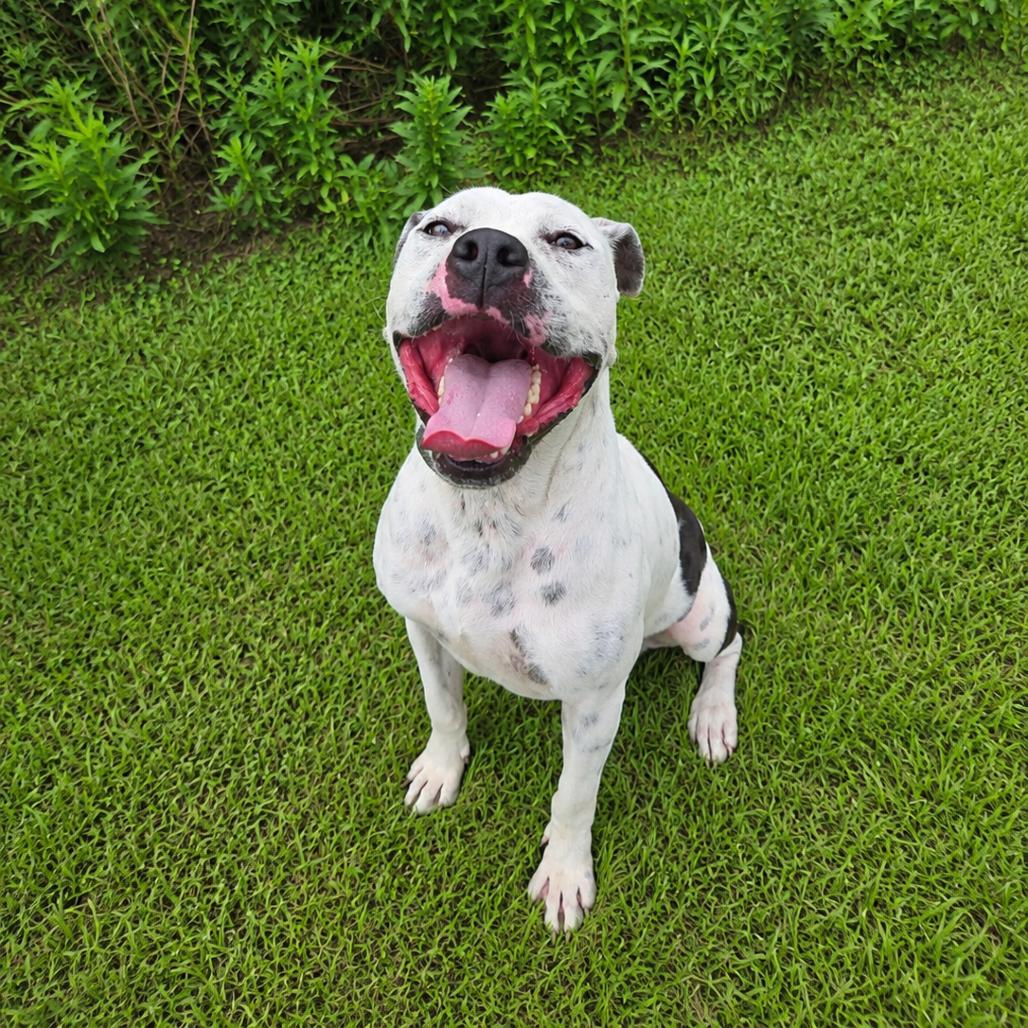 Enlarge Speck, a Adoptable mixed breed in Tylertown, MS image 4/6