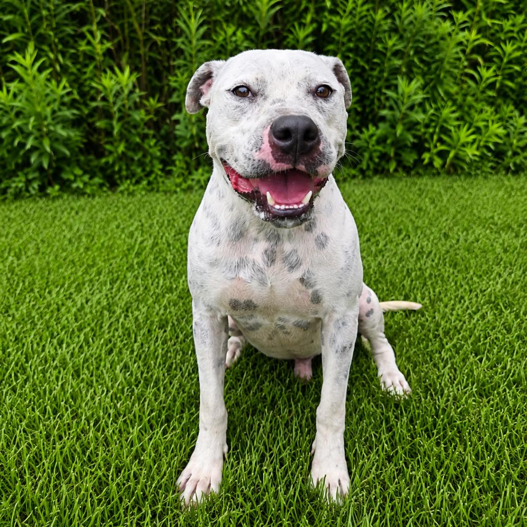 Enlarge Speck, a Adoptable mixed breed in Tylertown, MS image 5/6