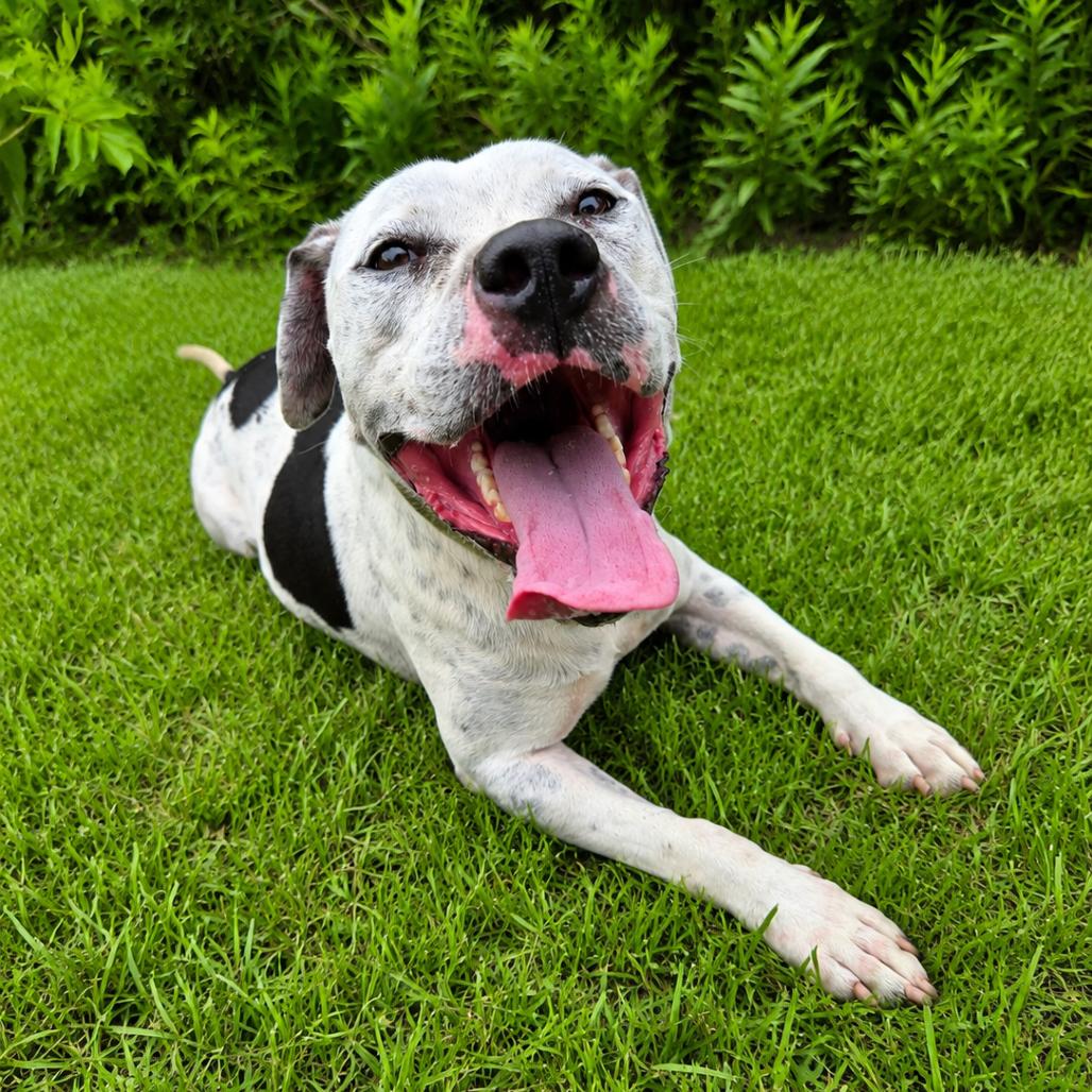 Enlarge Speck, a Adoptable mixed breed in Tylertown, MS image 6/6