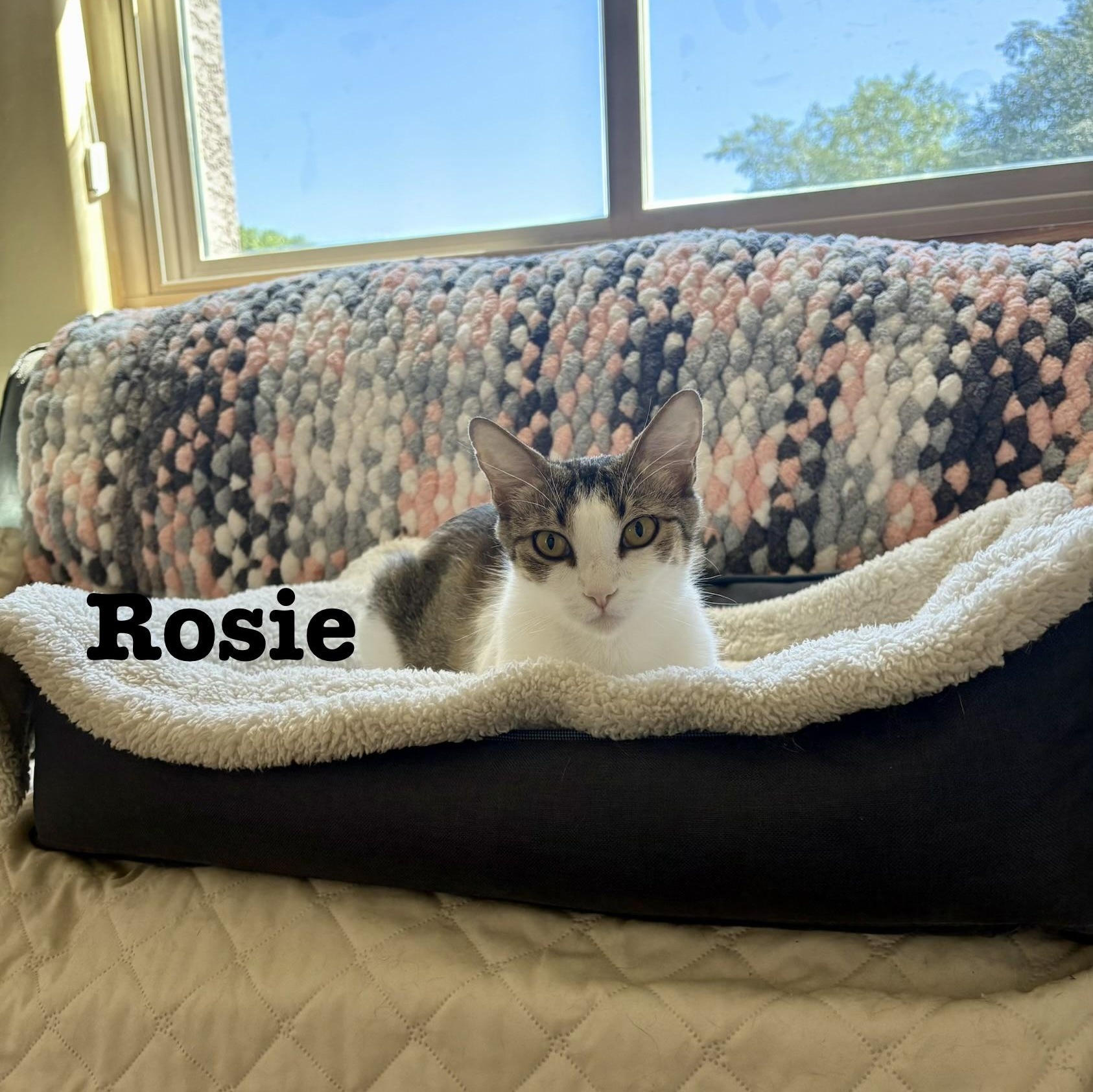 Rosie, Adoptable, Young Female Domestic Short Hair.