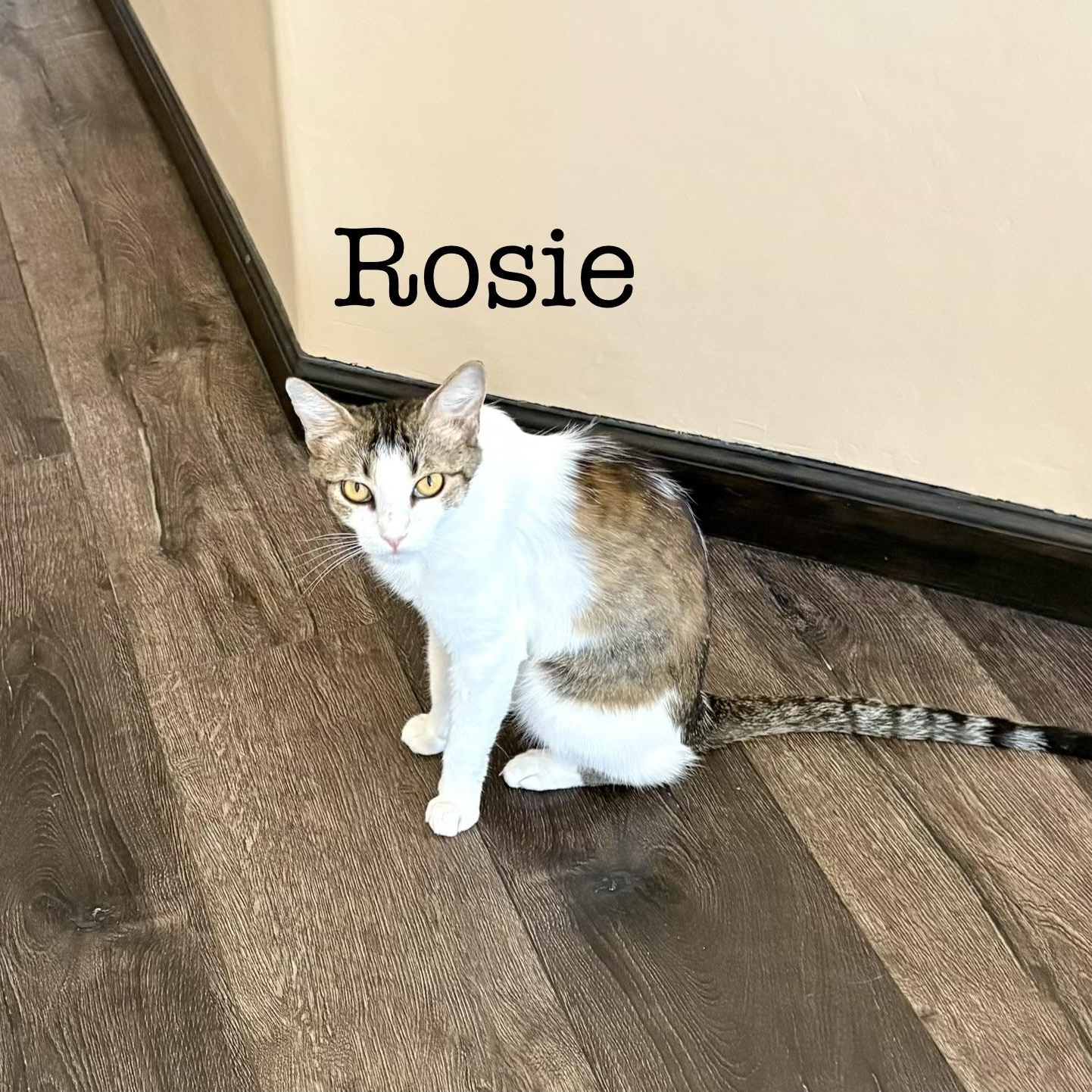 Rosie, Adoptable, Young Female Domestic Short Hair.
