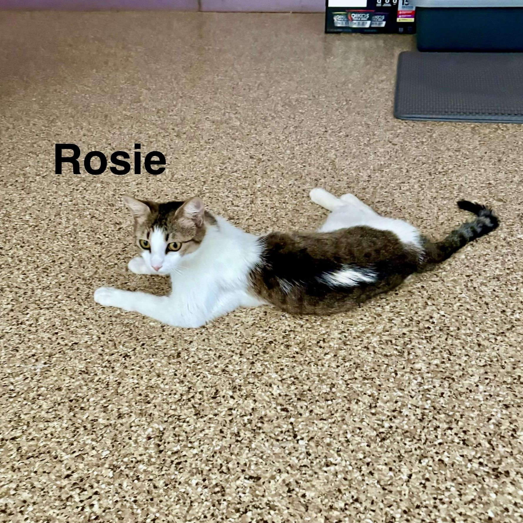 Enlarge Rosie, a Adoptable Domestic Short Hair in Queen Creek, AZ image 4/5