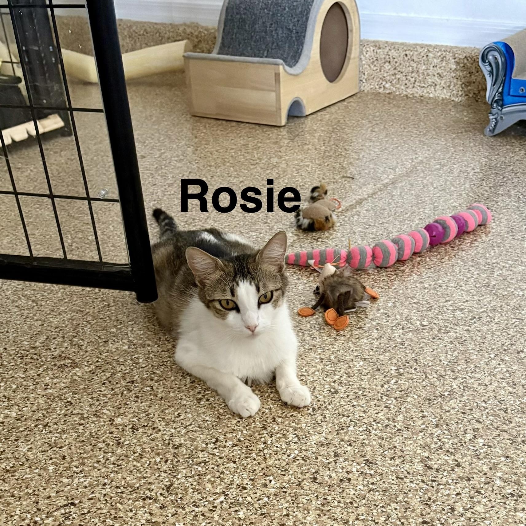 Enlarge Rosie, a Adoptable Domestic Short Hair in Queen Creek, AZ image 5/5
