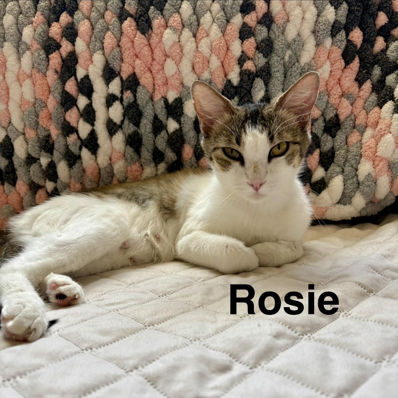 Enlarge Rosie, a Adoptable Domestic Short Hair in Queen Creek, AZ image 3/5