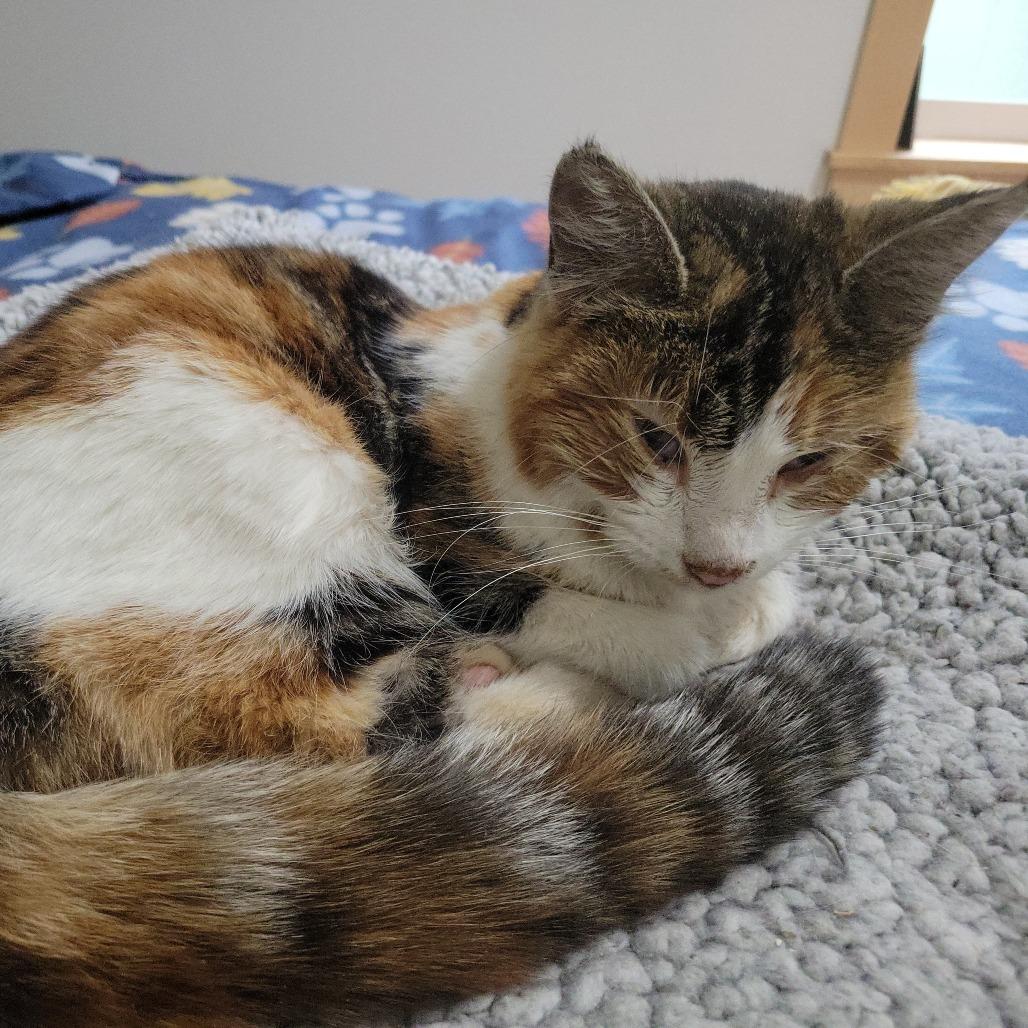 Enlarge Tilly, a Adoptable Domestic Medium Hair in Allyn, WA image 1/4