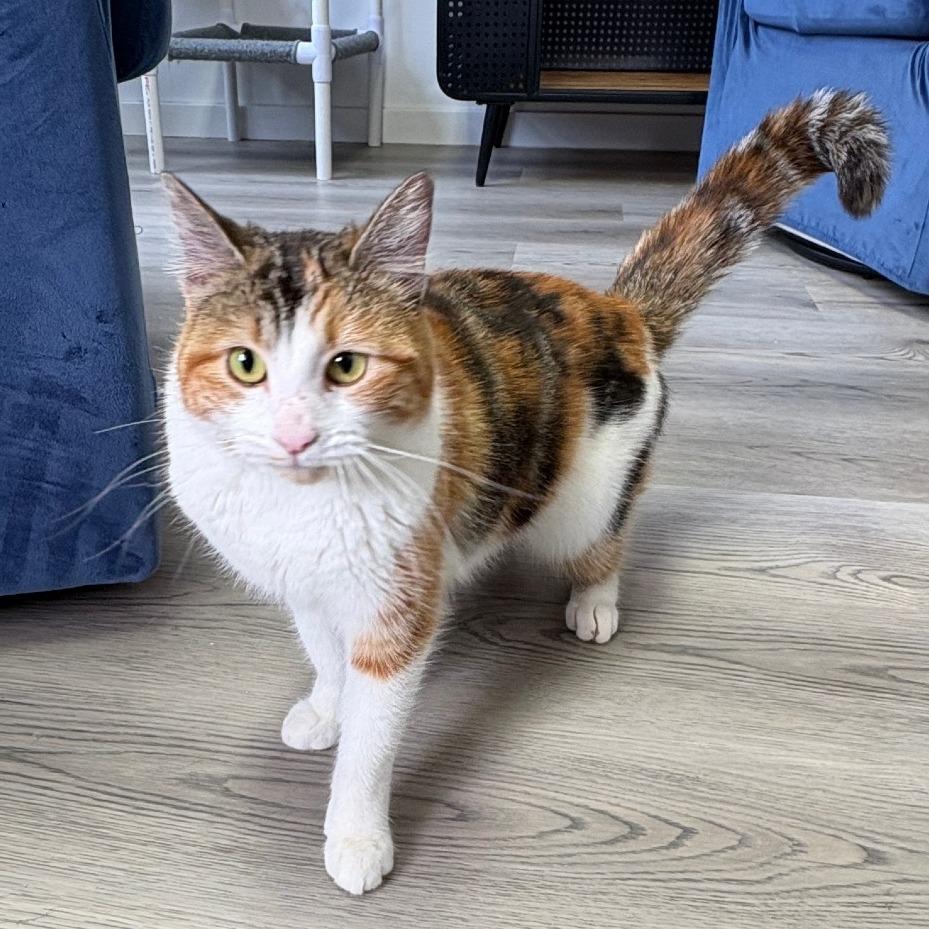 Enlarge Tilly, a Adoptable Domestic Medium Hair in Allyn, WA image 2/4