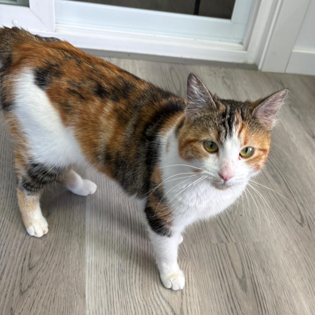 Enlarge Tilly, a Adoptable Domestic Medium Hair in Allyn, WA image 3/4