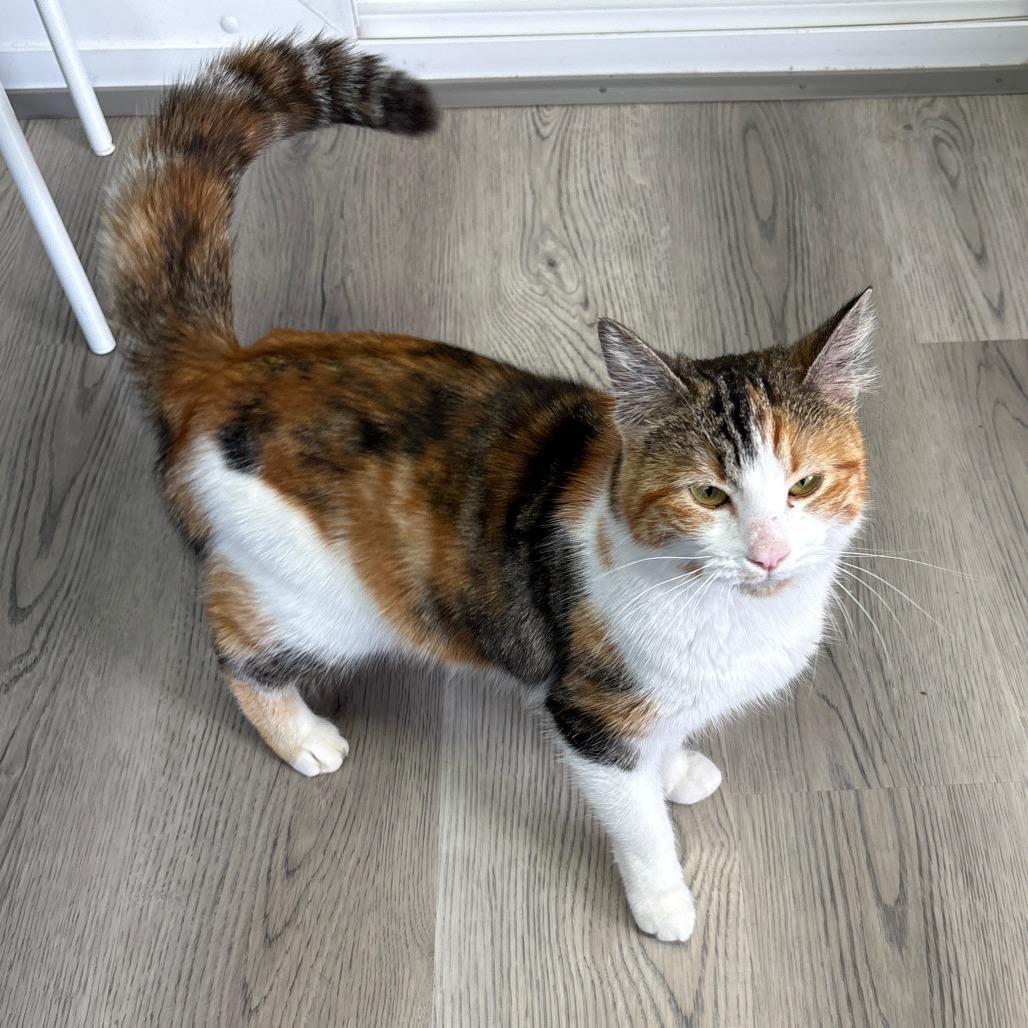 Enlarge Tilly, a Adoptable Domestic Medium Hair in Allyn, WA image 4/4