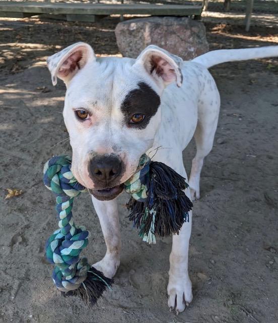 River, Adoptable, Young Female American Staffordshire Terrier & Boxer.