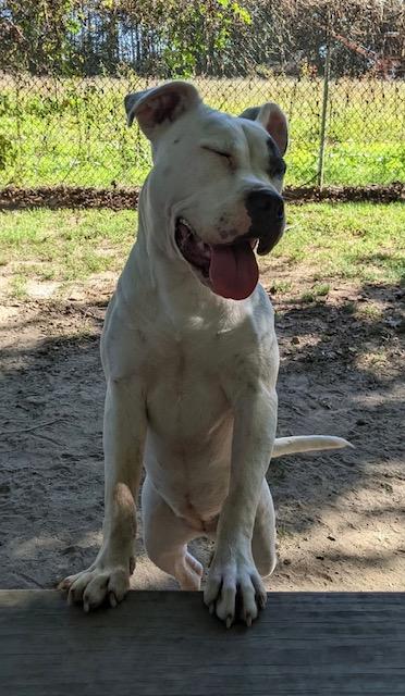 River, a Adoptable mixed breed in Heathsville, VA image 2/5