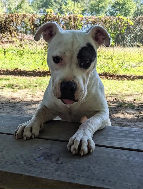 River, a Adoptable mixed breed in Heathsville, VA image 3/5