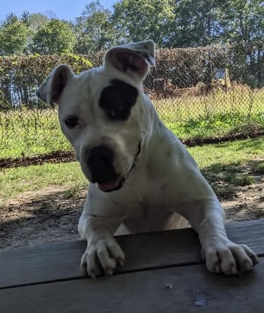 River, a Adoptable mixed breed in Heathsville, VA image 4/5