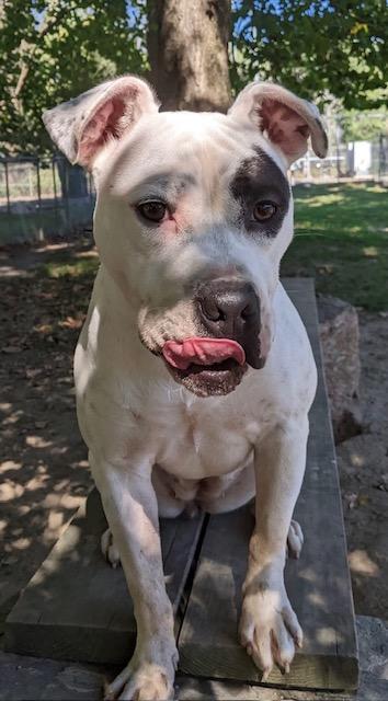 River, a Adoptable mixed breed in Heathsville, VA image 5/5