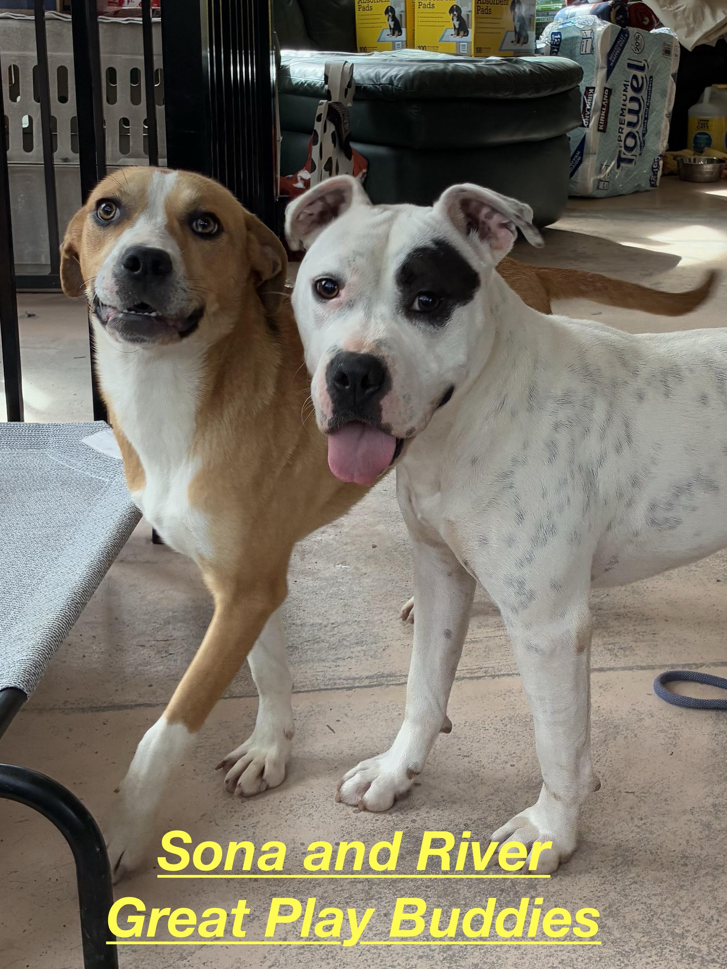 Enlarge River, a Adoptable mixed breed in Heathsville, VA image 4/5