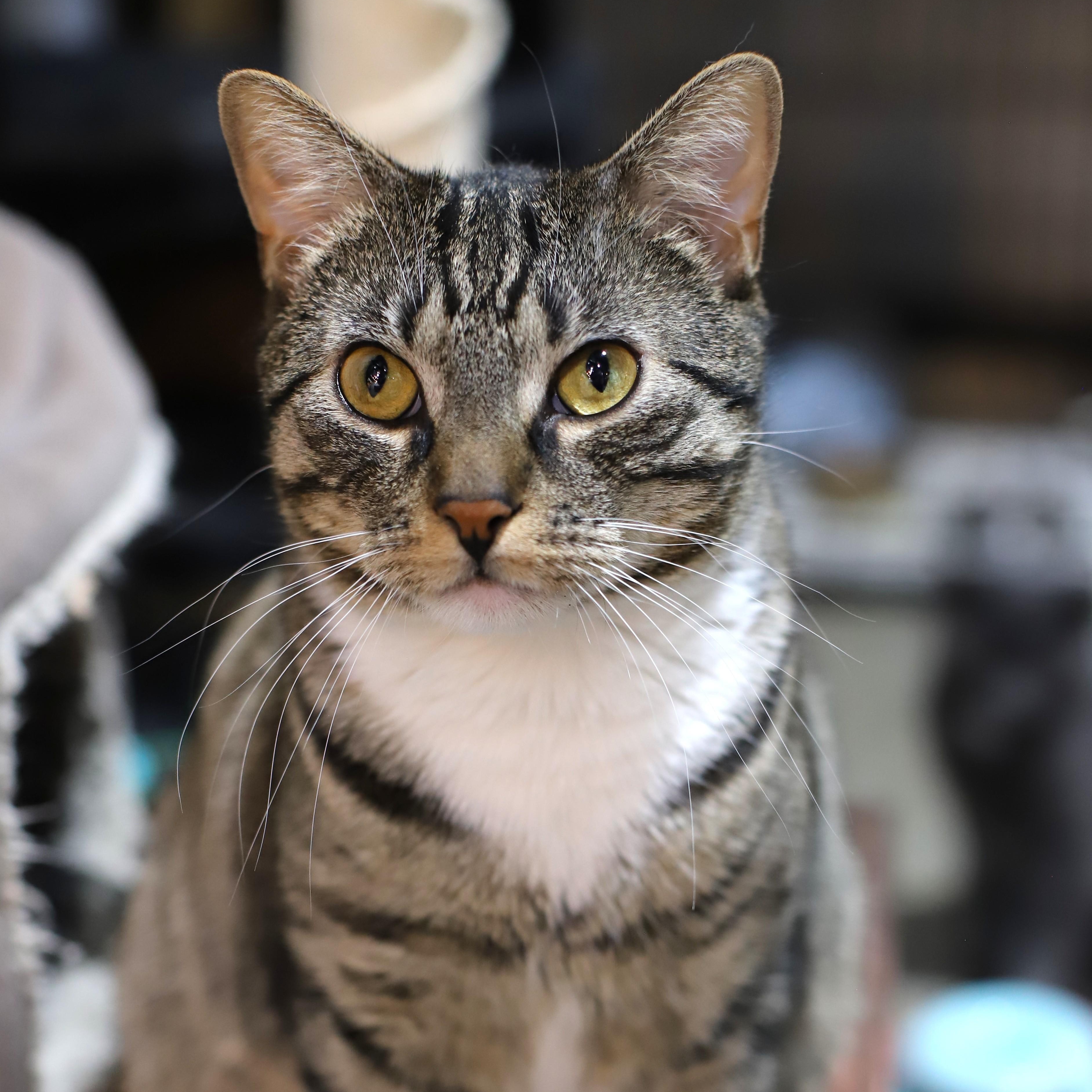 Crockpot, Adoptable, Adult Male Tabby.