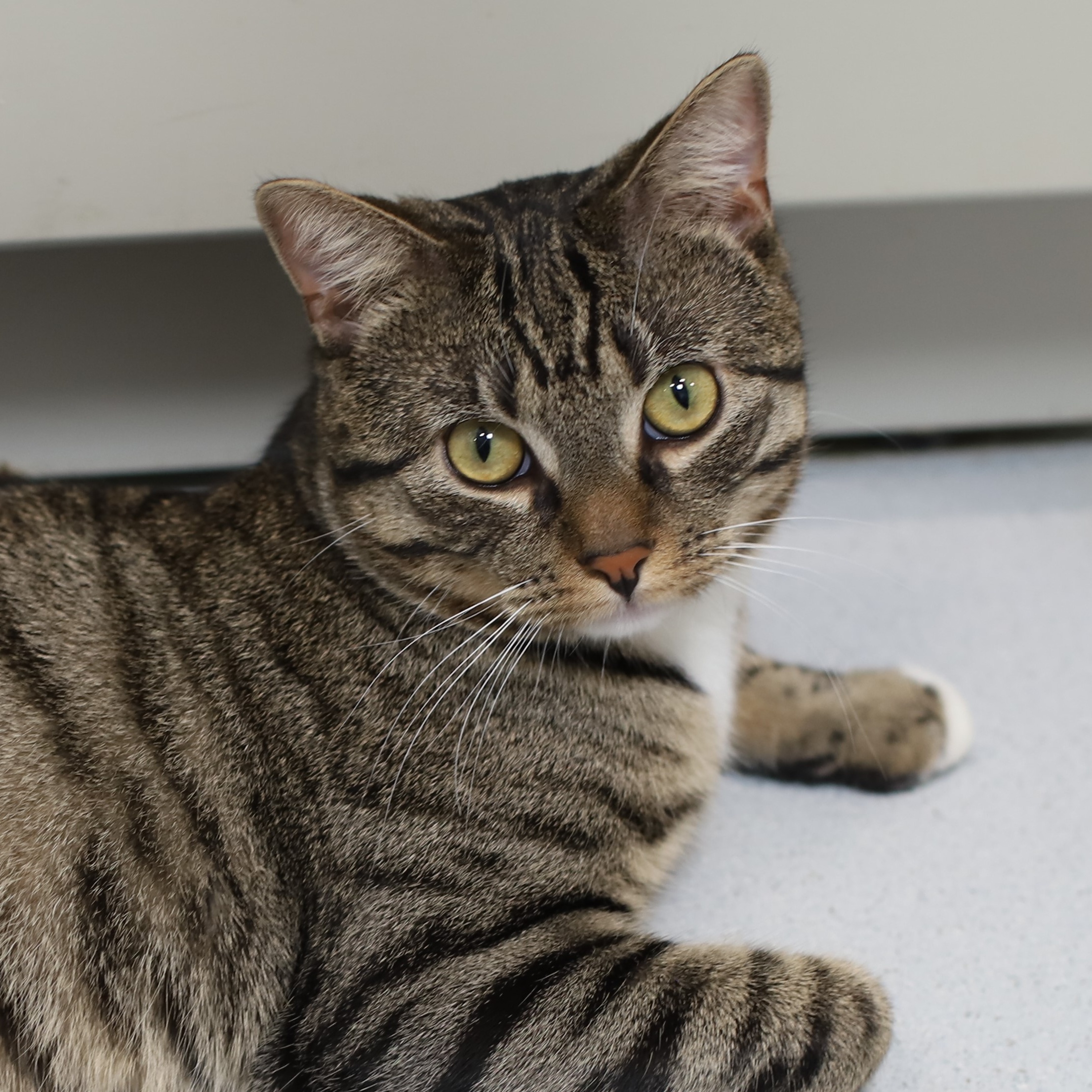 Crockpot, Adoptable, Adult Male Tabby.