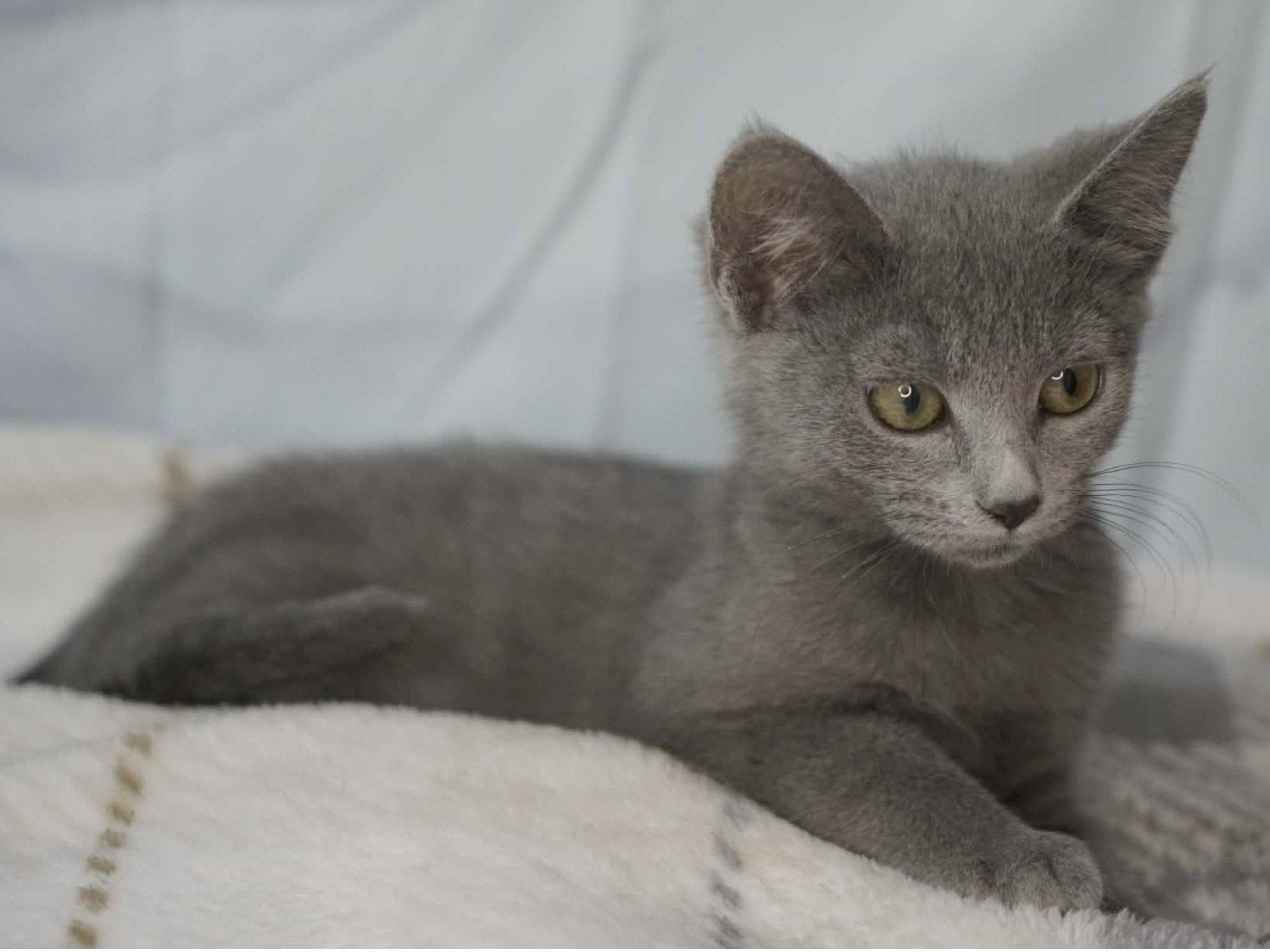Enlarge Peeper, a Adopted mixed breed in Monroe, WA image 3/6
