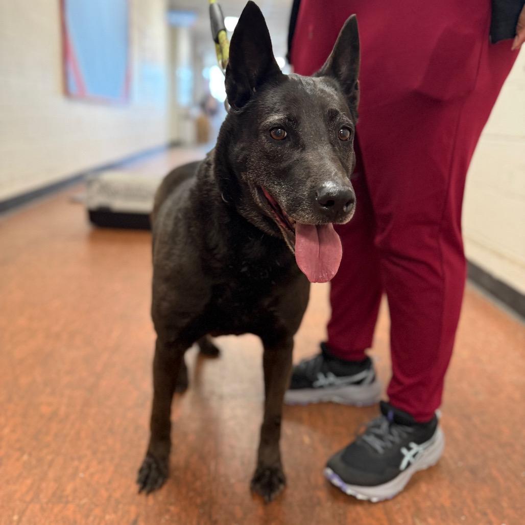 Darla, a Adoptable Belgian Shepherd / Malinois in East Saint Louis, IL image 2/3