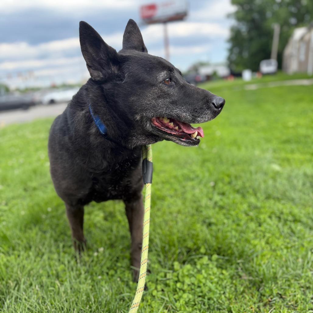 Darla, a Adoptable Belgian Shepherd / Malinois in East Saint Louis, IL image 3/3