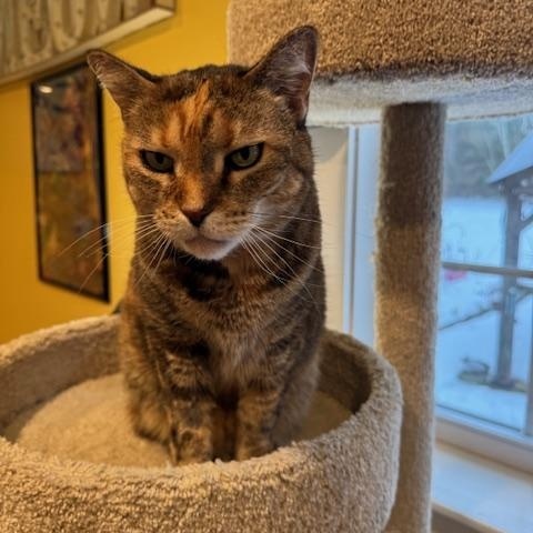 Precious, a ADOPTABLE Domestic Short Hair in Rochester, MA image 2/2