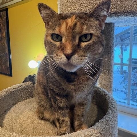 Precious, ADOPTABLE, Senior Female Domestic Short Hair.