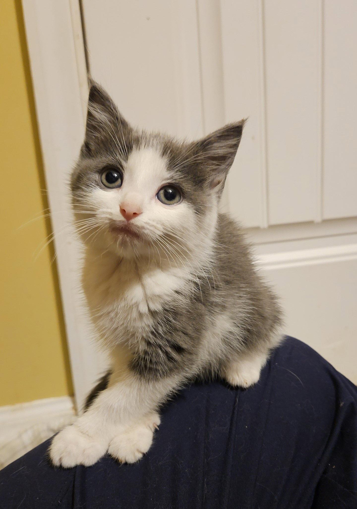 Enlarge *Twizzler, a Adopted Domestic Short Hair in Forest, VA image 2/3