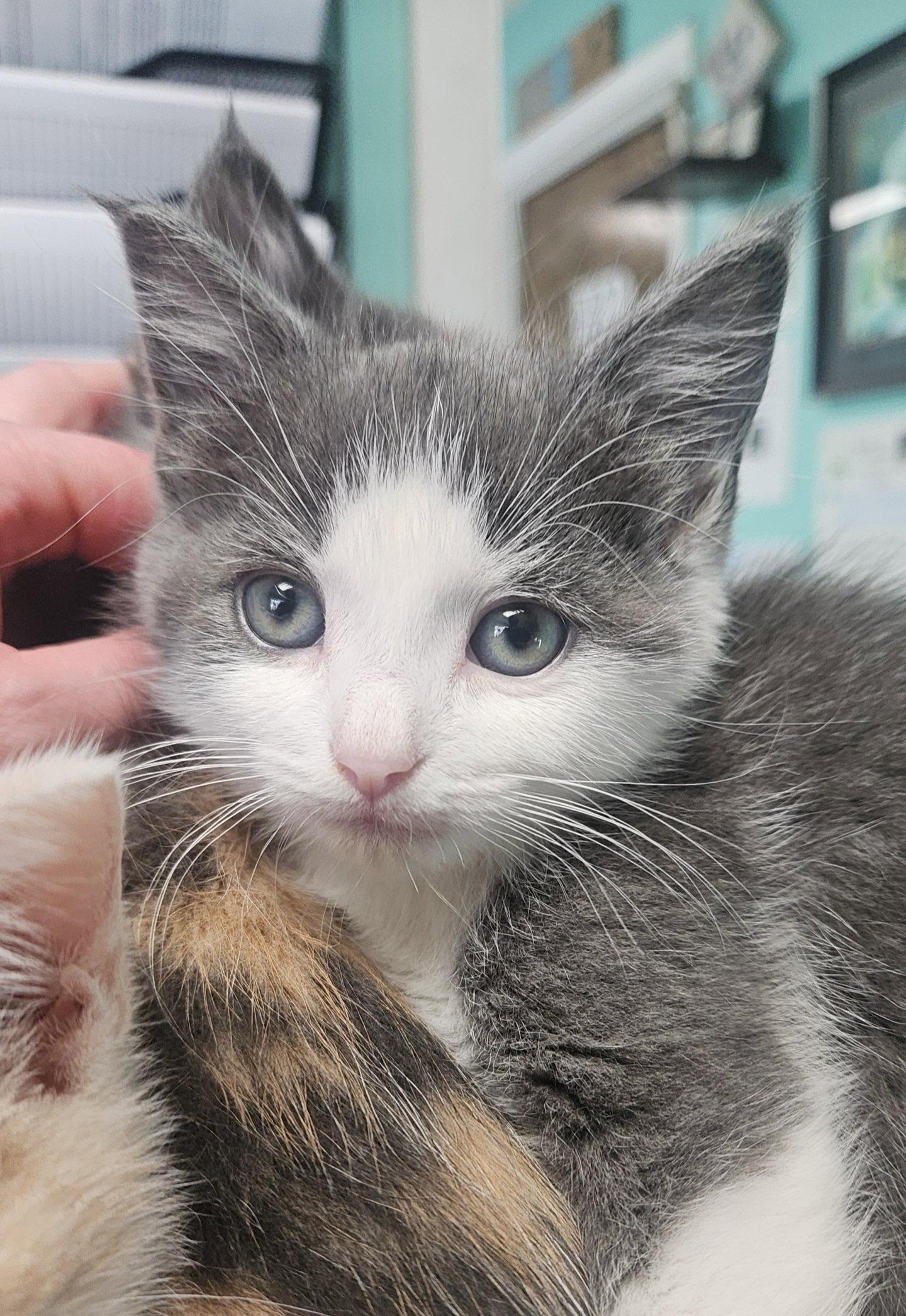 Enlarge *Twizzler, a Adopted Domestic Short Hair in Forest, VA image 3/3