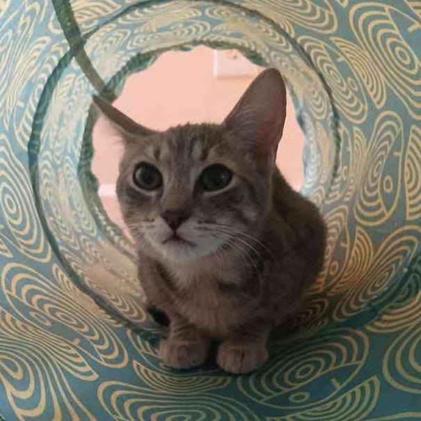 Sadie, Adoptable, Young Female Domestic Short Hair.